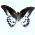 Blue mormonPapilio polymenstor